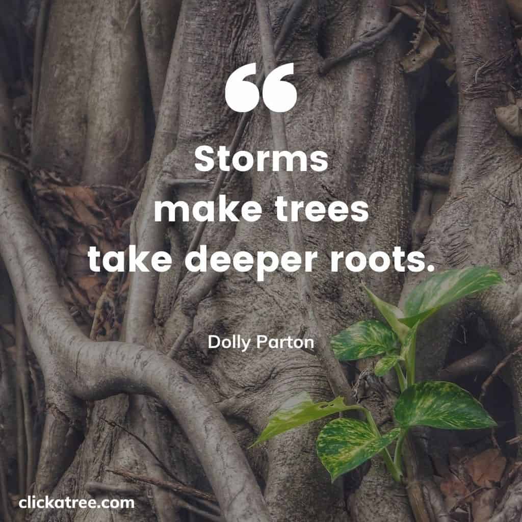 Click-A-Trees-most-Motivational-and-Inspirational-Tree-Quotes-about-Life-Business-and-Love-011