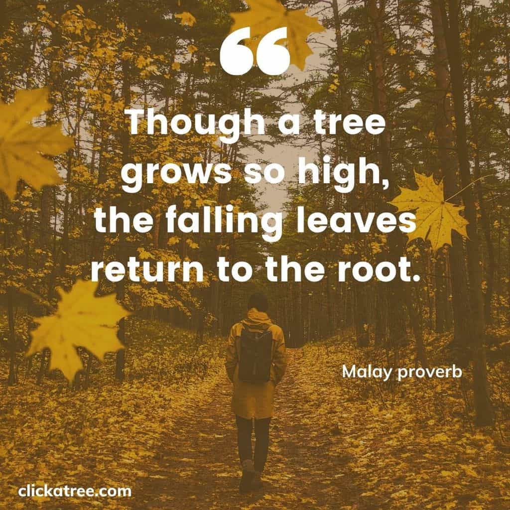 Click-A-Trees-most-Motivational-and-Inspirational-Tree-Quotes-about-Life-Business-and-Love-014