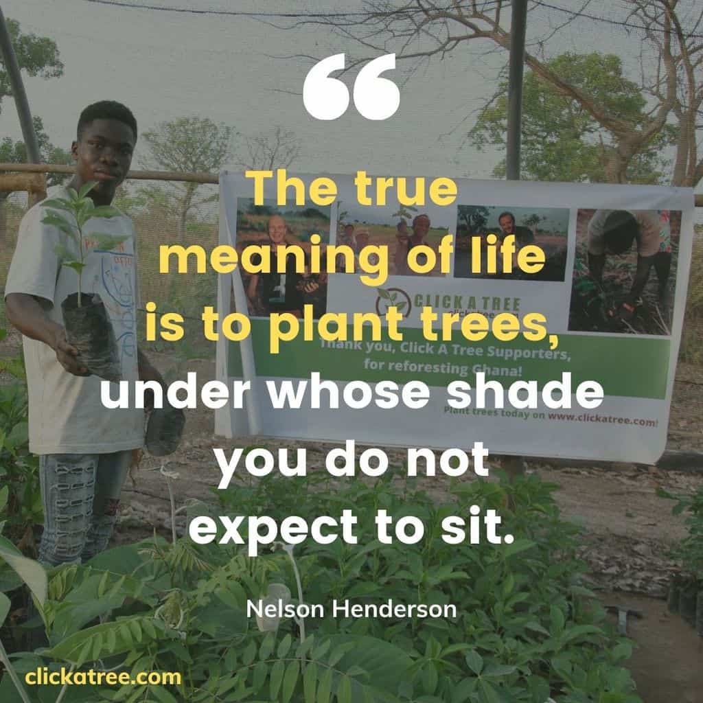 Tree Quote about True Meaning of Life