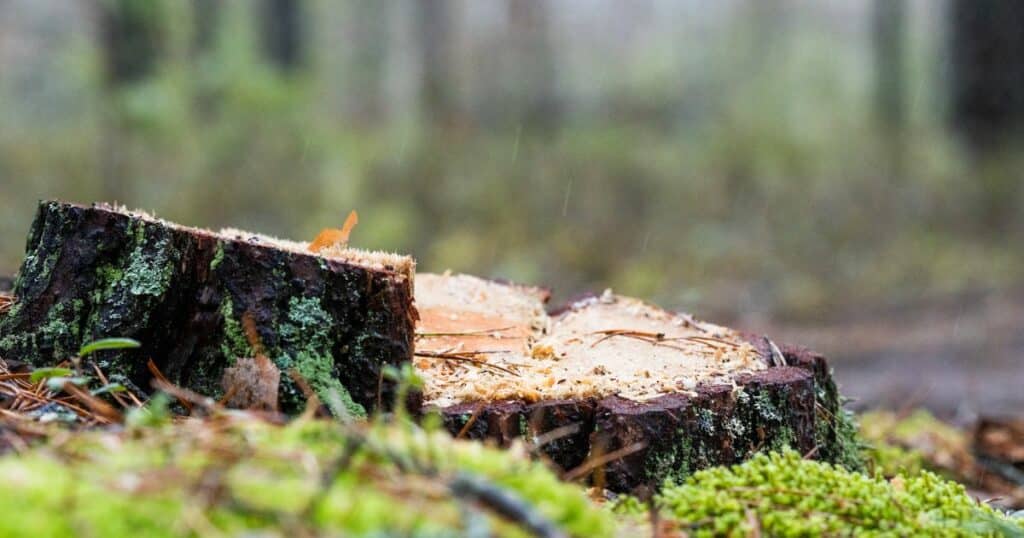 Close up of a tree stump that has been cut down