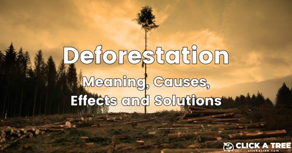 Deforestation Meaning, Causes, Effects and Solutions Lead Image Click A Tree