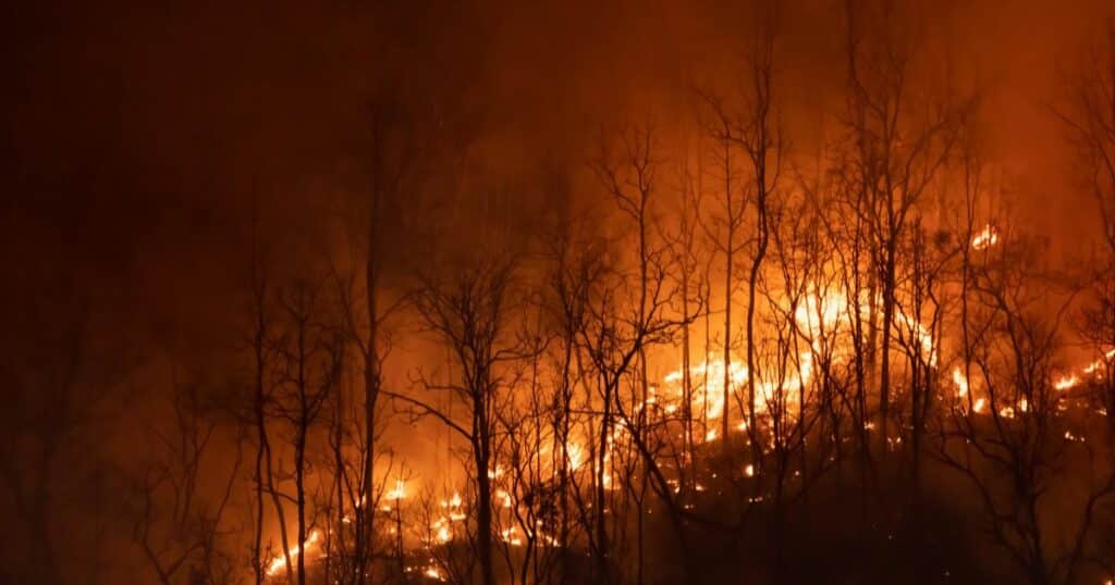 Forest fires are a driving force of deforestation