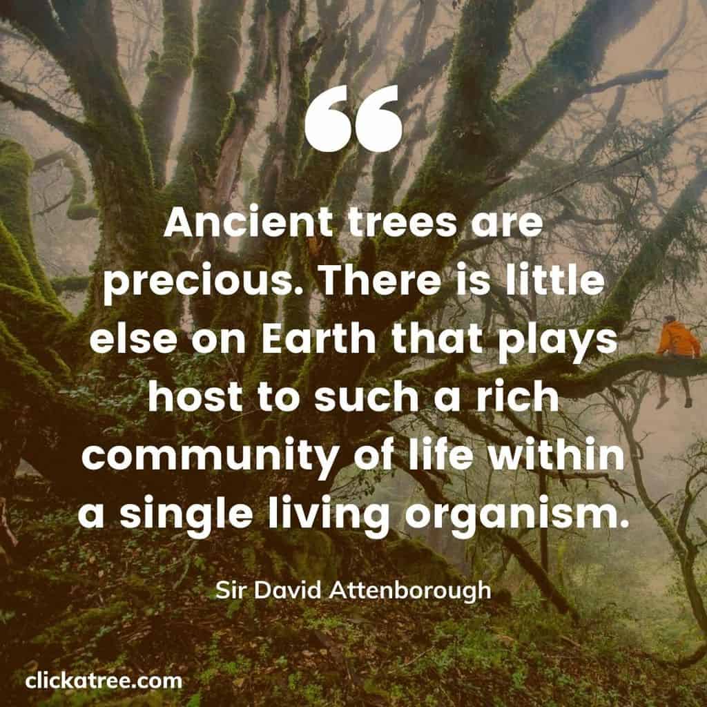 Heartwarming-Quote-about-Trees-and-Love-by-Sir-David-Attenborough