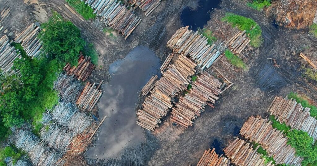 Lots of forests are lost for the wood industry