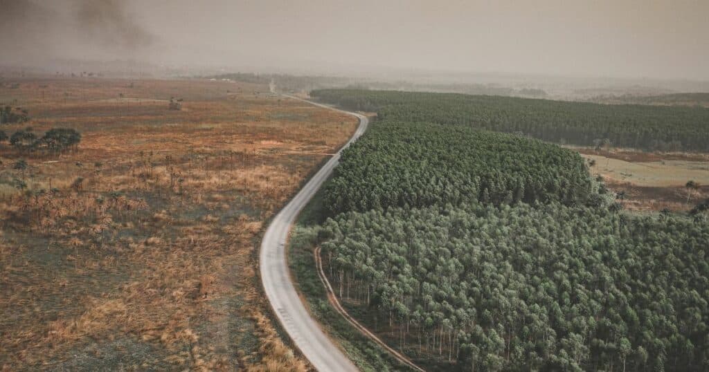 Semi deforested area all trees are cut on the left side of the road