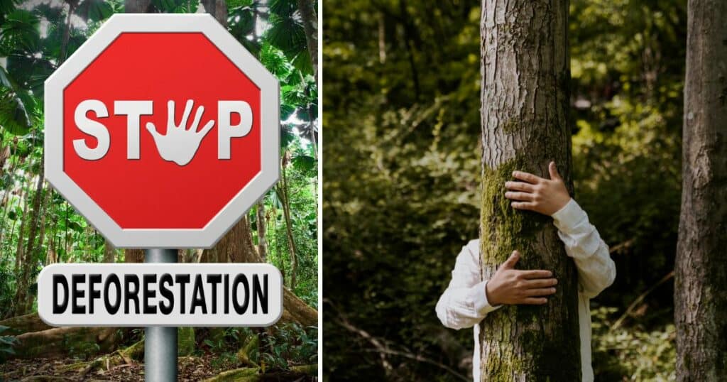 Stop and prevent deforestation with some simple tipps